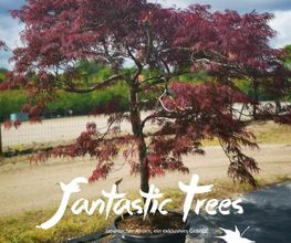 Fantastic Trees Logo