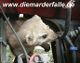 Ein Marder knabbert an Kabeln in einem Fahrzeugmotorraum. Oben steht: "www.diemarderfalle.de".