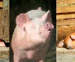 Schweine