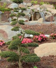 Der Hit - asiatische Wohlfühlgärten