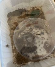 Plastikkiste mit Sand, kleinem Käfer unten links und rundem Plastikdeckel innen.