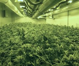 CBD Grow