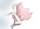 Zartrosa Magnolienblüte auf weißem Hintergrund, künstlerisch inszeniert.