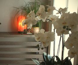 Wellness Studio otto Logo