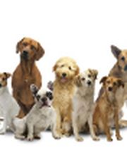 Hundetrainer Netzwerk Logo