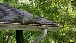 Gutter with overgrown plants and debris on a shingled roof, surrounded by green trees.