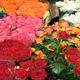 A vibrant display of roses in red, pink, orange, and white at a floral market.