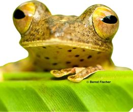 Frosch mit großen Augen sitzt auf einem Blatt, Nahaufnahme.