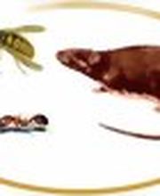 Strothmann Schädlingsbekämpfung Holzschutz und Bautenschutz Logo