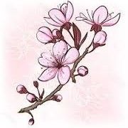 Rama de flores de cerezo rosadas sobre fondo suave, resaltando su delicadeza y belleza.