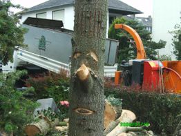Baum mit Gesichtsmuster vor Häcksler und Lastwagen, im Hintergrund ein Haus.