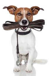 Hund mit braun-weißen Fell hält eine Leine im Maul und sitzt vor weißem Hintergrund.