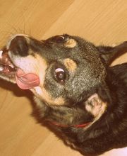 Hundherum lecker. Logo