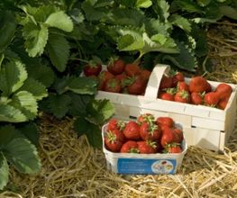 Erdbeerfeld Erdbeeren selber pflücken