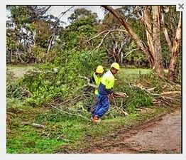 Workers in yellow helmets clearing fallen branches near trees in a wooded area.