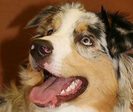 ... wenn der Hund lacht...