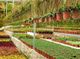 A greenhouse with rows of potted plants on tables and hanging pots above.