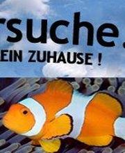 Hier auf meine-tiersuche.de werden Tiere erfolgreich verkauft !