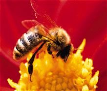 Biene sammelt Nektar von einer gelben Blume vor rotem Hintergrund.