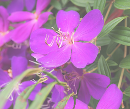 Fiori viola vivaci con petali larghi e foglie verdi lucenti.