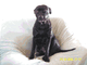 Schwarzer Labrador sitzt auf einem beigen Sessel.