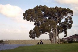 Wiese mit großem Baum am Wasser, Menschen sitzen im Schatten, Haus am rechten Bildrand.