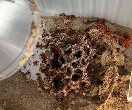 Nahaufnahme eines Sandkastens mit Sand und einem porösen, klumpigen Gebilde in der Mitte.