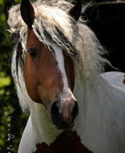 Curly Horse Scheckhengst 