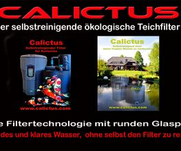 Calictus