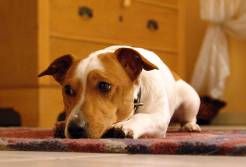 Ein Hund liegt auf einem Teppich und schaut entspannt Richtung Kamera.