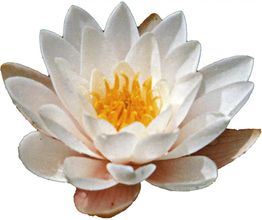 Weiße Seerose mit gelber Mitte auf weißem Hintergrund.