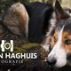 Een hond ligt op de grond naast een logo van Haron Haghuis Fotografie.