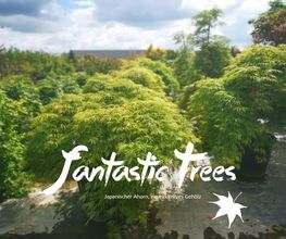 Fantastic Trees Logo