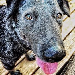 Close-up of a black dog with its tongue out, standing on a wooden deck, looking at the camera.