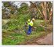Workers in yellow helmets clearing fallen branches near trees in a wooded area.
