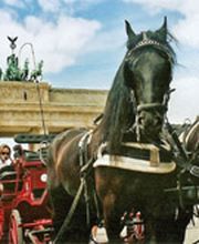 Berlin Kutschfahrt