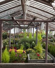 Gewächshaus mit verschiedenen Pflanzenarten in Töpfen, darunter grüne und blühende Pflanzen.