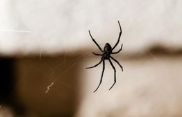A black spider with red markings hangs in its web against a blurred background.