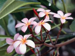 Flores rosadas de frangipani en un arbusto con hojas verdes al fondo.