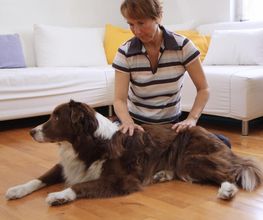 Tier-Shiatsu-Therapie Logo