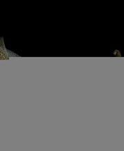 Imagen de un calamar en el agua, con cuerpo parcialmente cubierto y fondo negro.