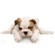 Bulldog puppy lying down with paws stretched in front on a white background.