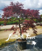 Fantastic Trees Logo