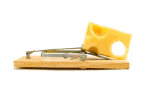 Mausefalle mit einem Stück Käse als Köder auf einem weißen Hintergrund.