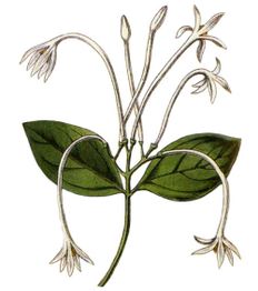 Illustration einer Pflanze mit langen, dünnen Stielen, weißen Blüten und grünen Blättern.