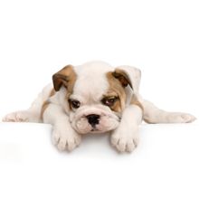 Adorable bulldog puppy lying down with paws stretched forward on a white background.