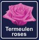 Paarse roos op donkerblauwe achtergrond met de tekst "Termeulen roses".