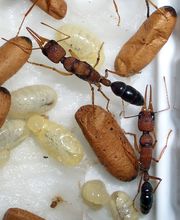 Harpegnathos