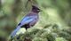 Blue and black bird perched on evergreen branches with a blurred green background.