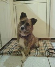 kompetente-Futterberatung Logo